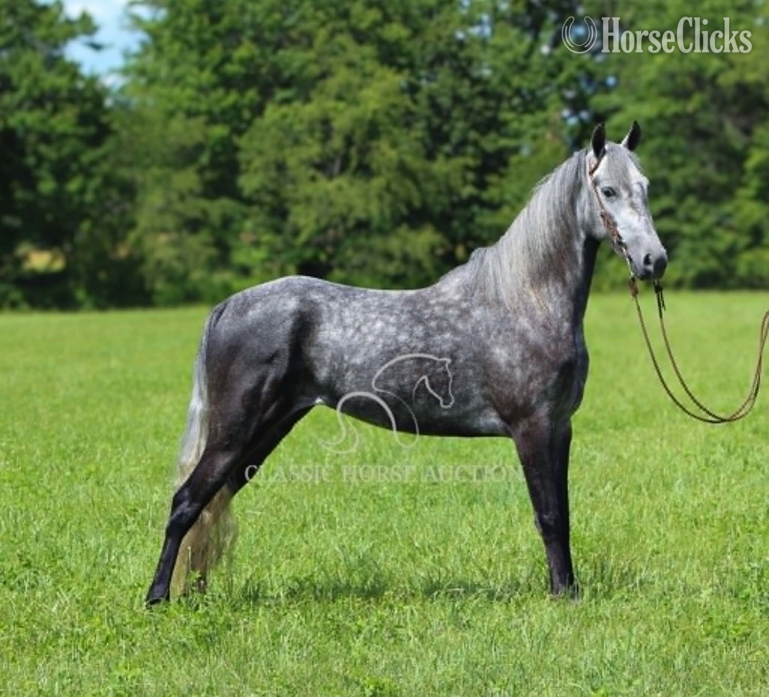 Tennessee Walker - "BELLA VISTA" Grey Gelding Tennessee Walker