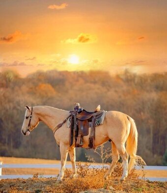 "Donovan" Palomino Gelding Quarter Horse