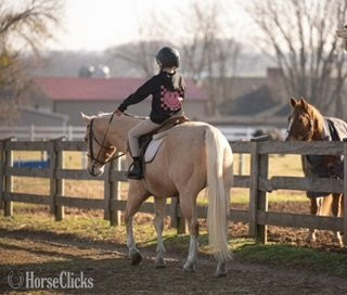 "Donovan" Palomino Gelding Quarter Horse