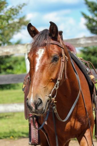 "Goose" Bay Gelding Mustang