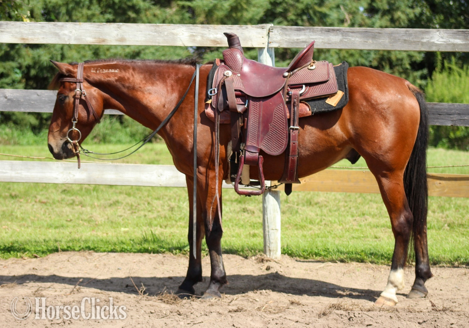 "Goose" Bay Gelding Mustang