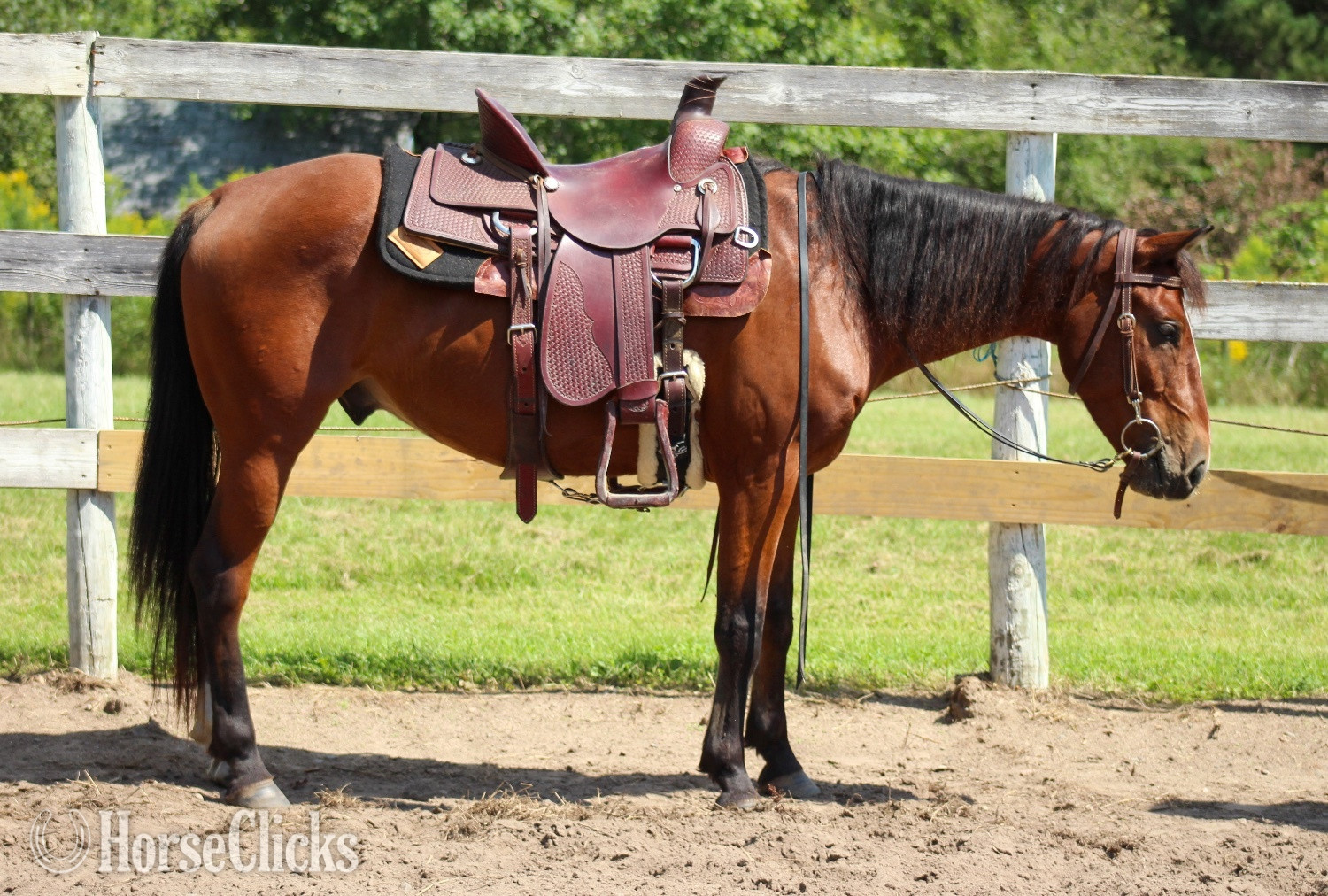 Minnesota "Goose" Bay Gelding Mustang