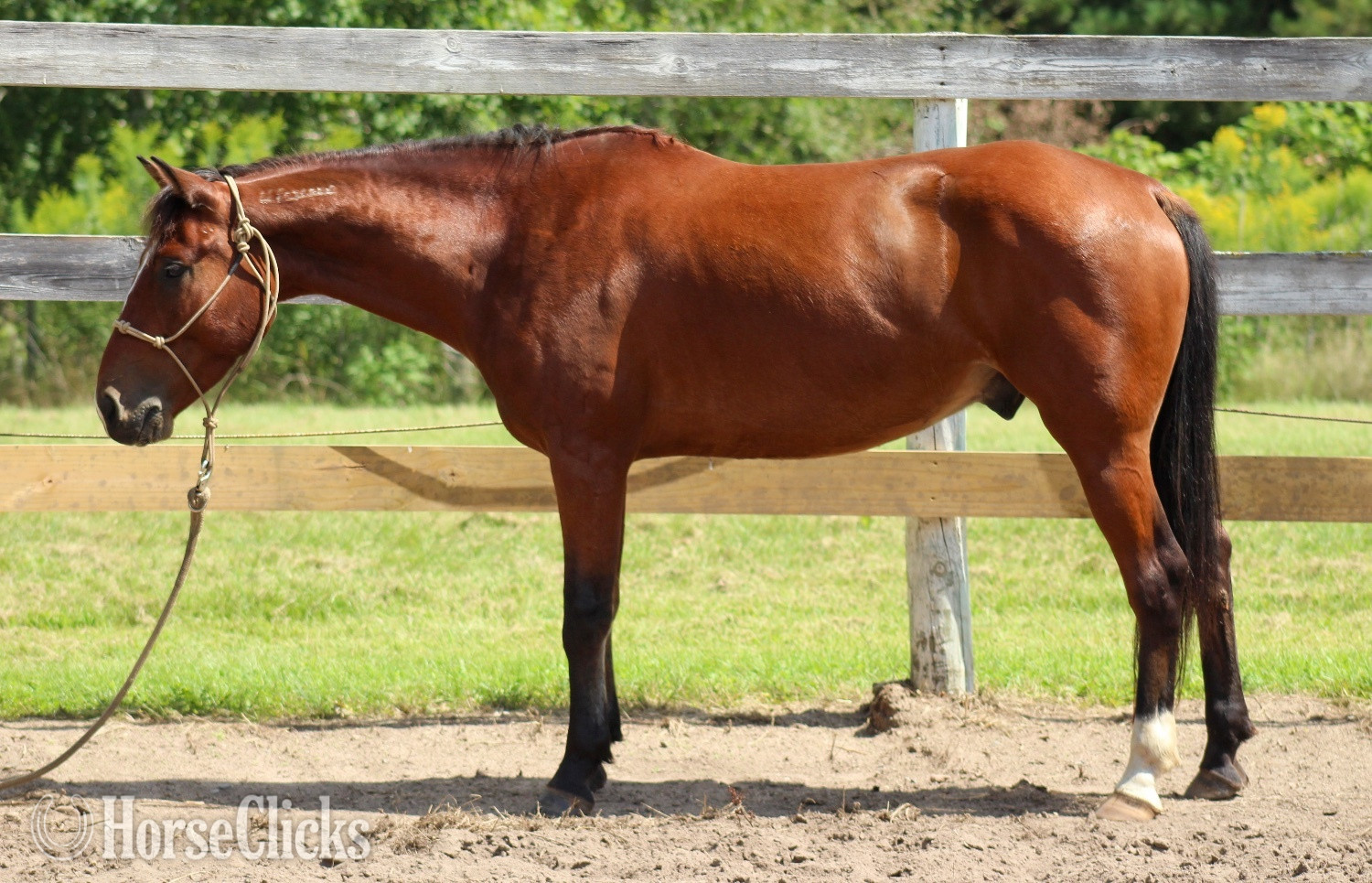 "Goose" Bay Gelding Mustang - Mustang in Minnesota