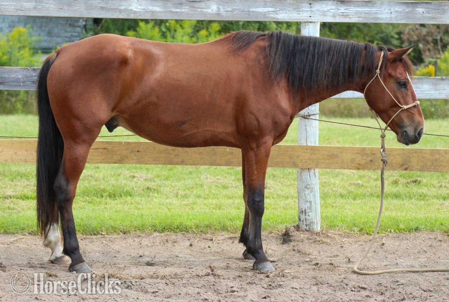 "Goose" Bay Gelding Mustang - Mustang