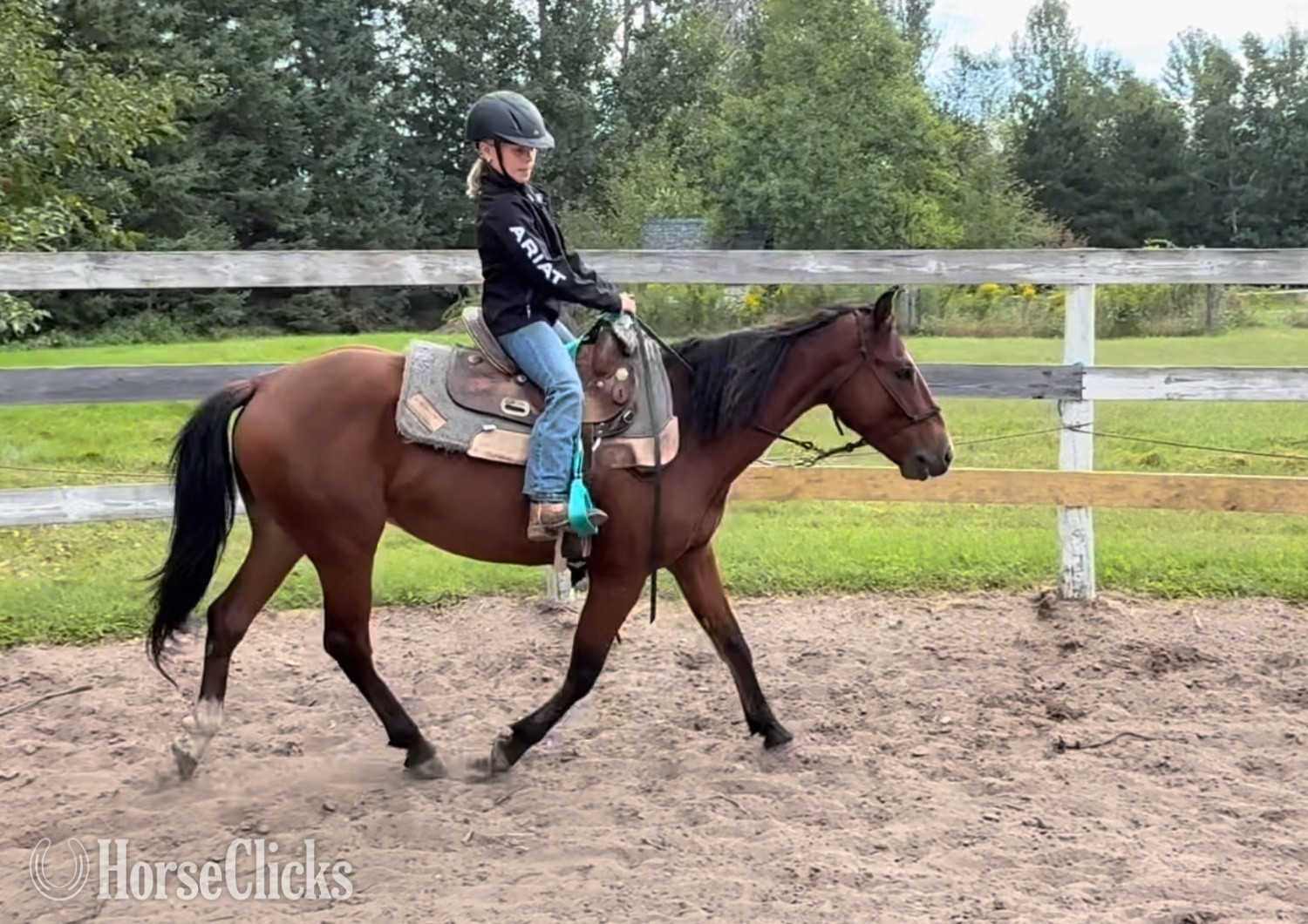 "Goose" Bay Gelding Mustang Minnesota