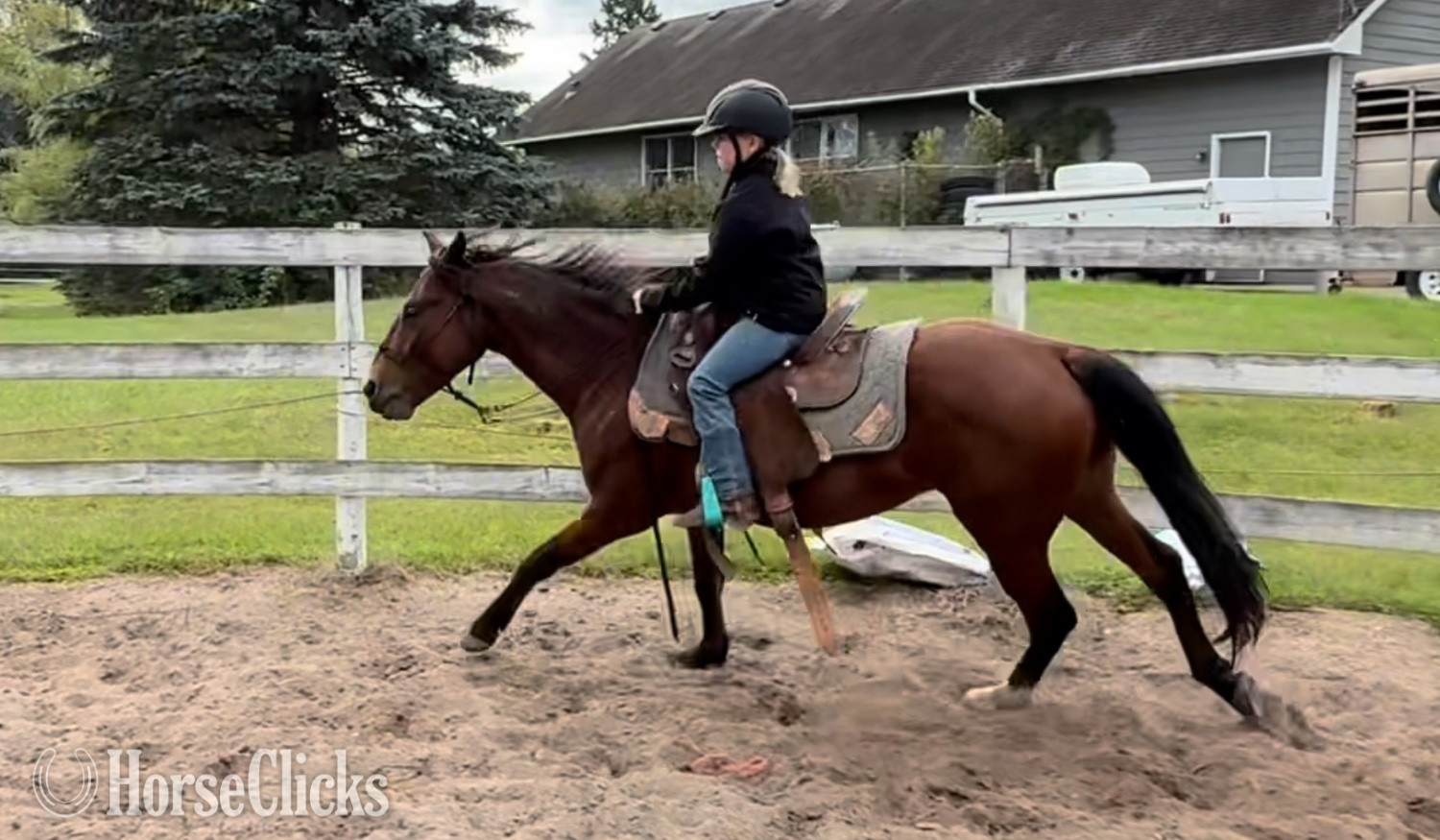 Mustang - "Goose" Bay Gelding Mustang in Minnesota