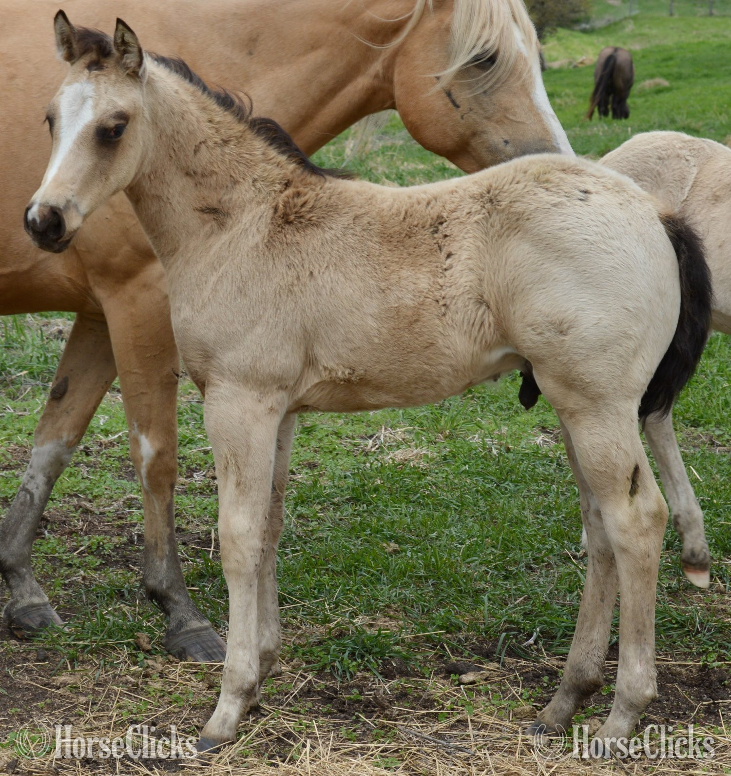 "Chappo" Buckskin Colt Quarter Horse in Illinois