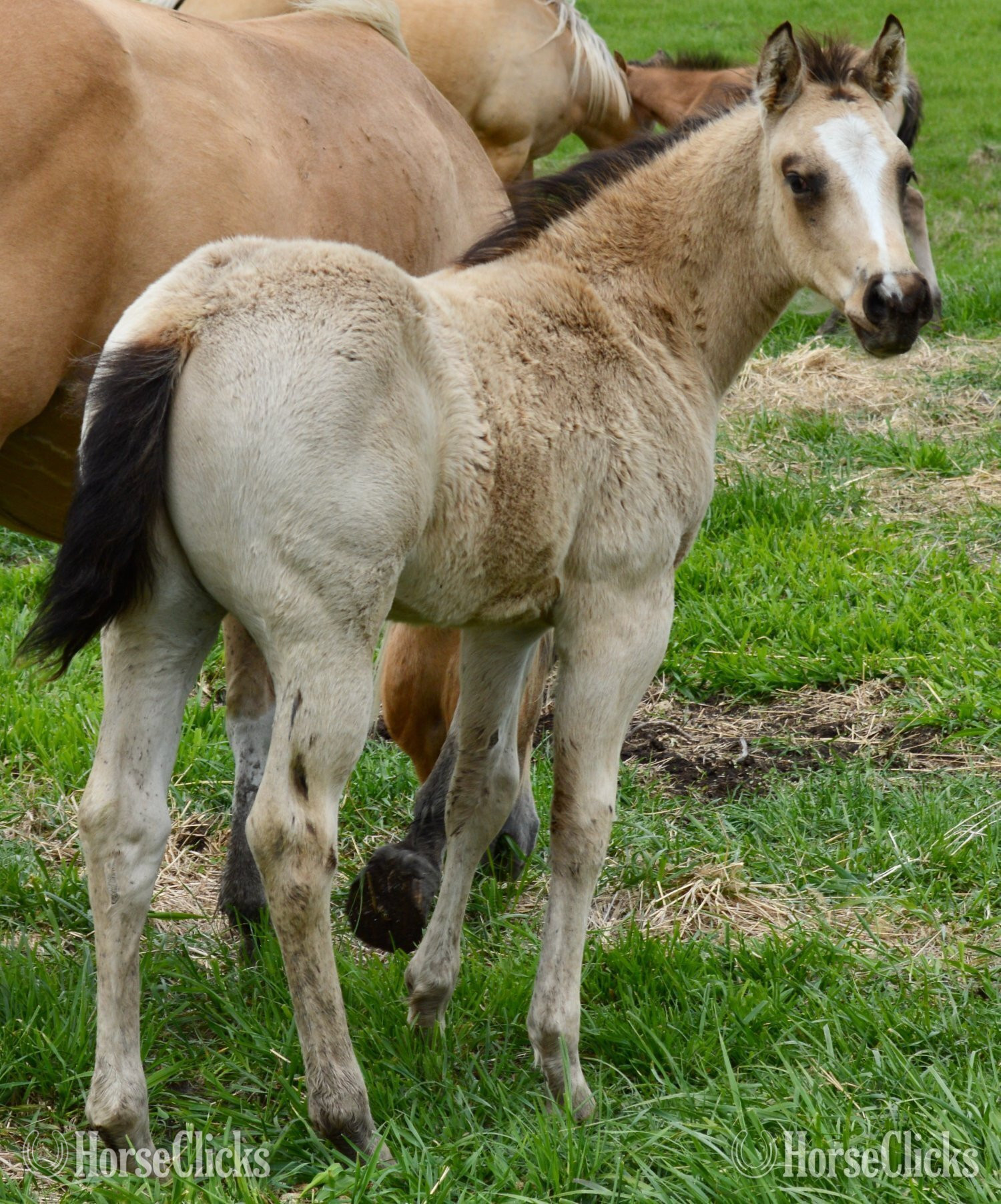 "Chappo" Buckskin Colt Quarter Horse