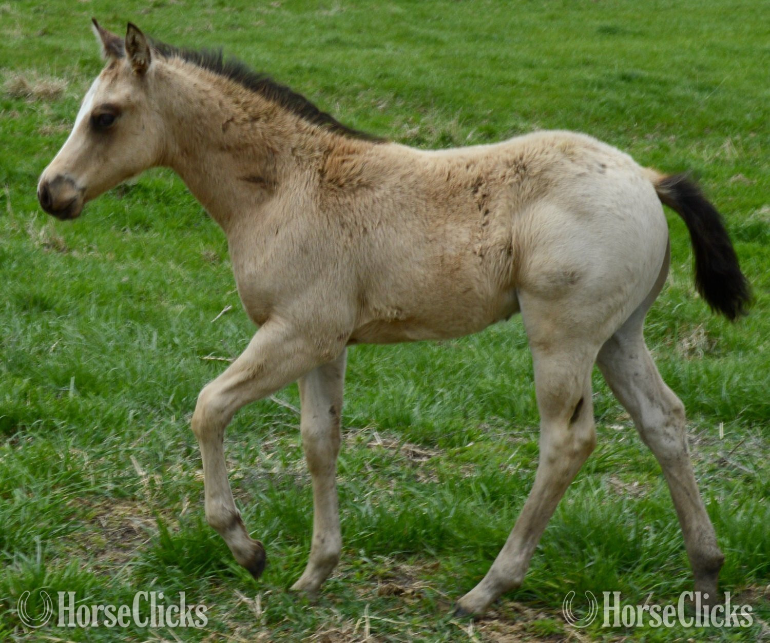 Illinois "Chappo" Buckskin Colt Quarter Horse