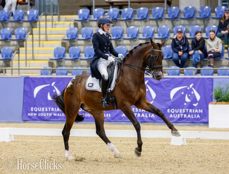 "Vancur" Bay Gelding Warmblood in Alabama