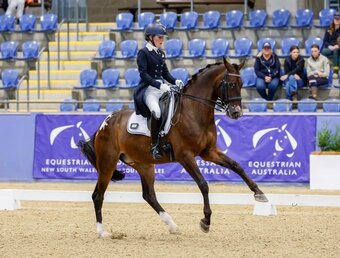 "Vancur" Bay Gelding Warmblood