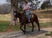 "IRELAND" Bay Mare Quarter Horse