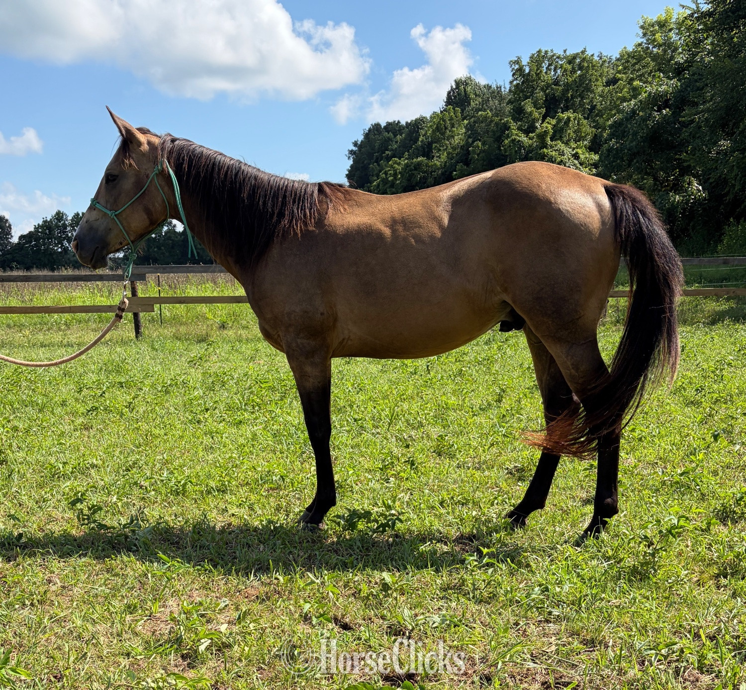"Pepper" Buckskin Gelding Quarter Horse - Quarter Horse in Kentucky