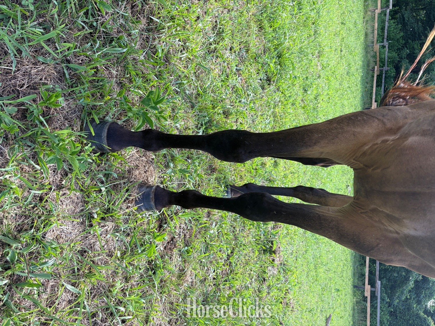 "Pepper" Buckskin Gelding Quarter Horse - Quarter Horse