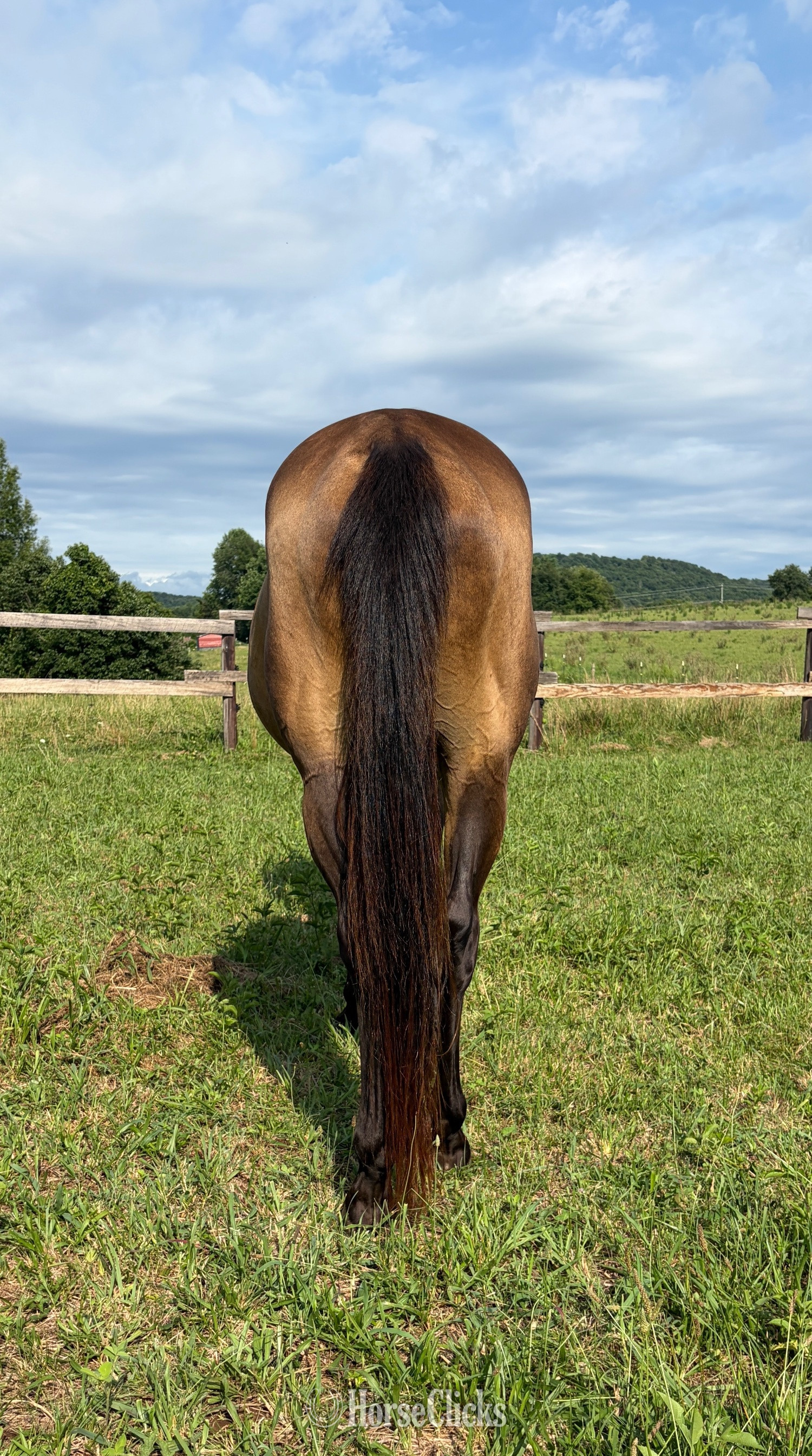 "Pepper" Buckskin Gelding Quarter Horse Kentucky