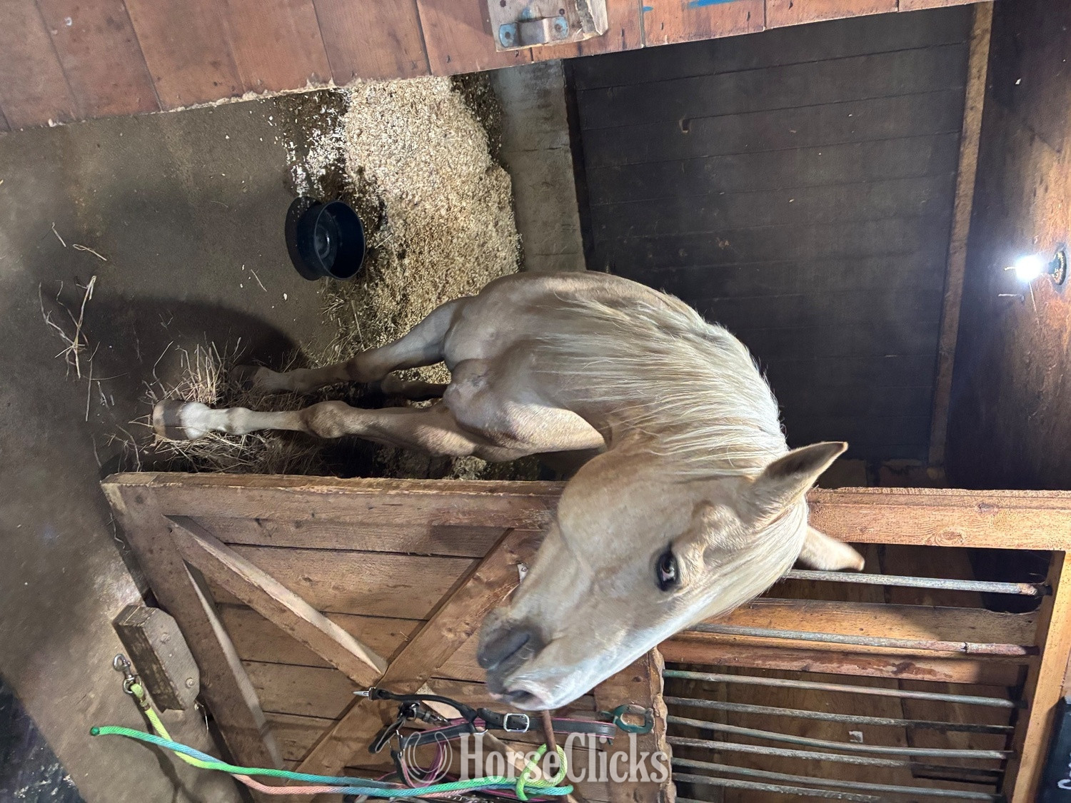 Massachusetts "Sassy" Palomino Mare Quarter Horse