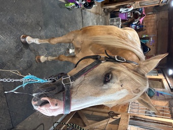 "Sassy" Palomino Mare Quarter Horse