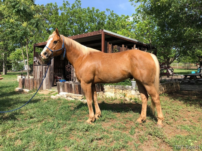 "Happy" Palomino Gelding Paint in Texas