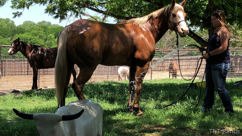 "Happy" Palomino Gelding Paint