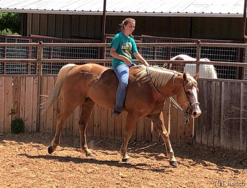 Texas "Happy" Palomino Gelding Paint