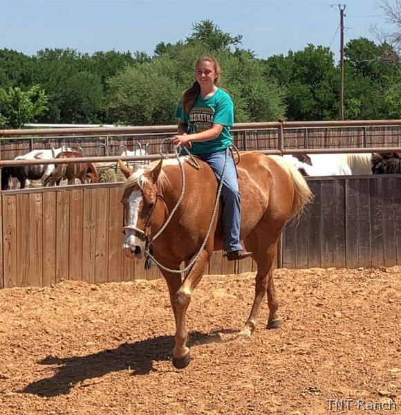 "Happy" Palomino Gelding Paint - Paint in Texas
