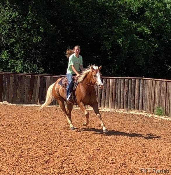 "Happy" Palomino Gelding Paint - Paint