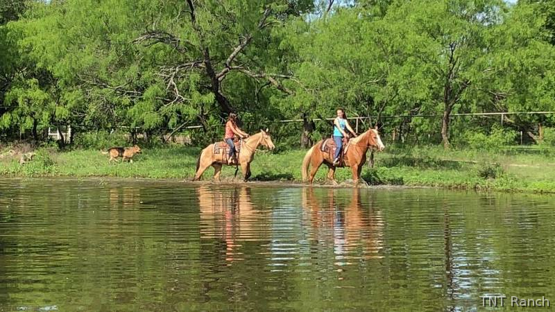 "Happy" Palomino Gelding Paint Texas