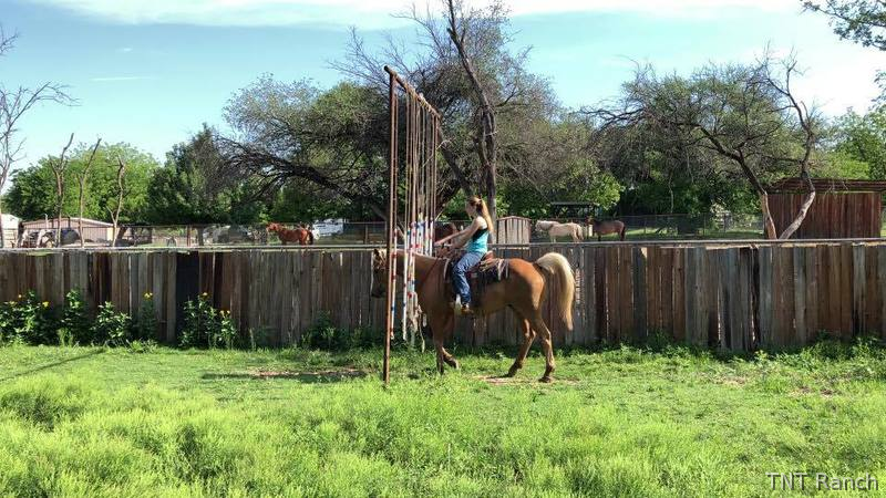 Paint - "Happy" Palomino Gelding Paint in Texas