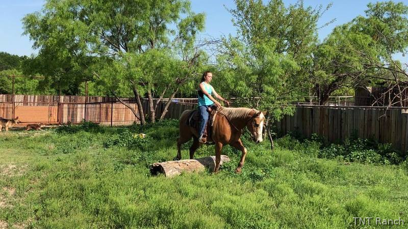 Paint - "Happy" Palomino Gelding Paint
