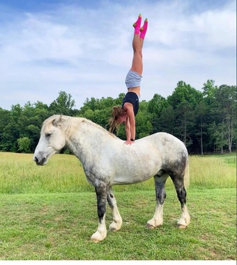 "Zeus" Grey Gelding Percheron