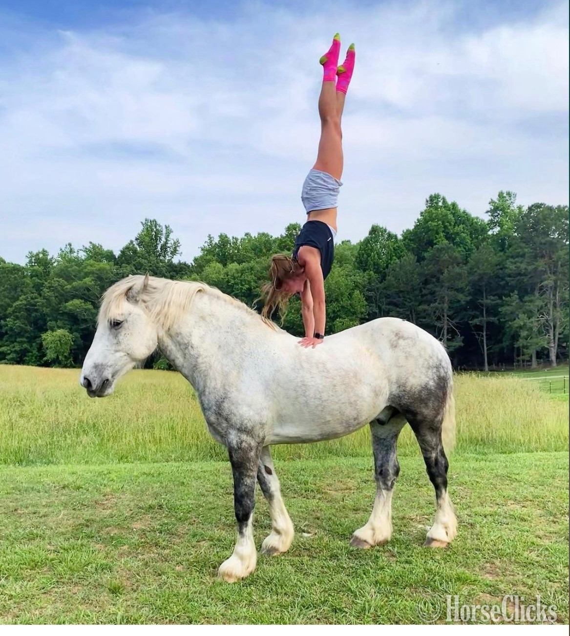 "Zeus" Grey Gelding Percheron in North Carolina