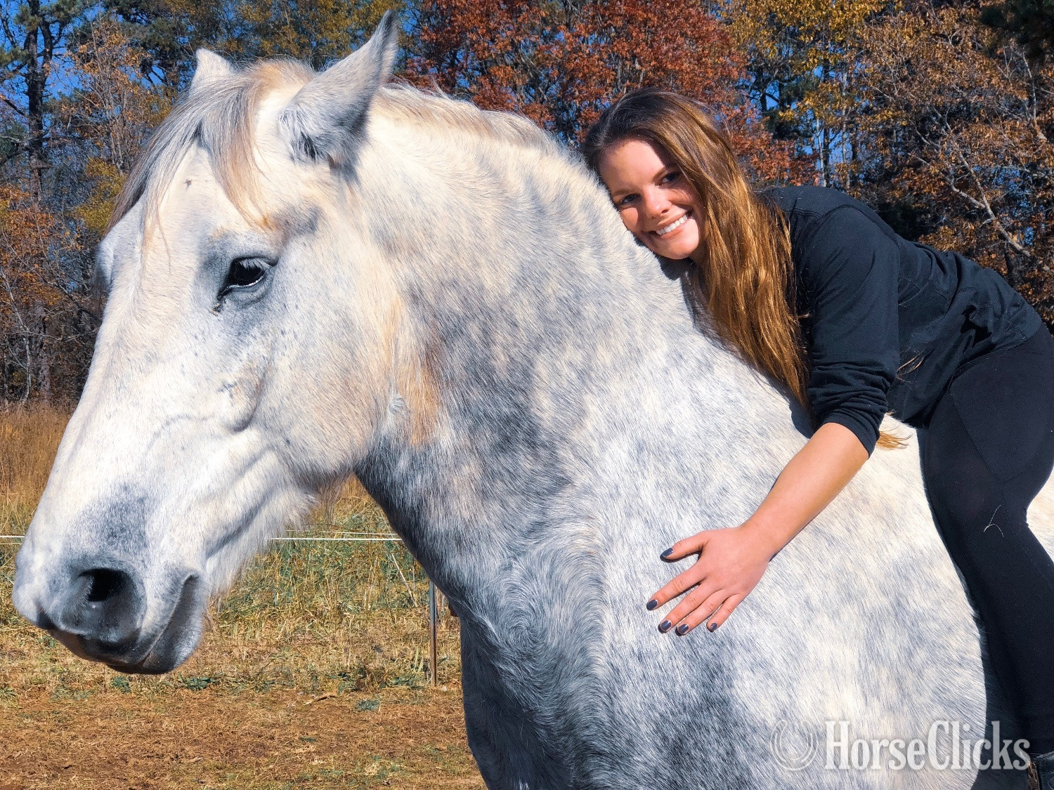 "Zeus" Grey Gelding Percheron