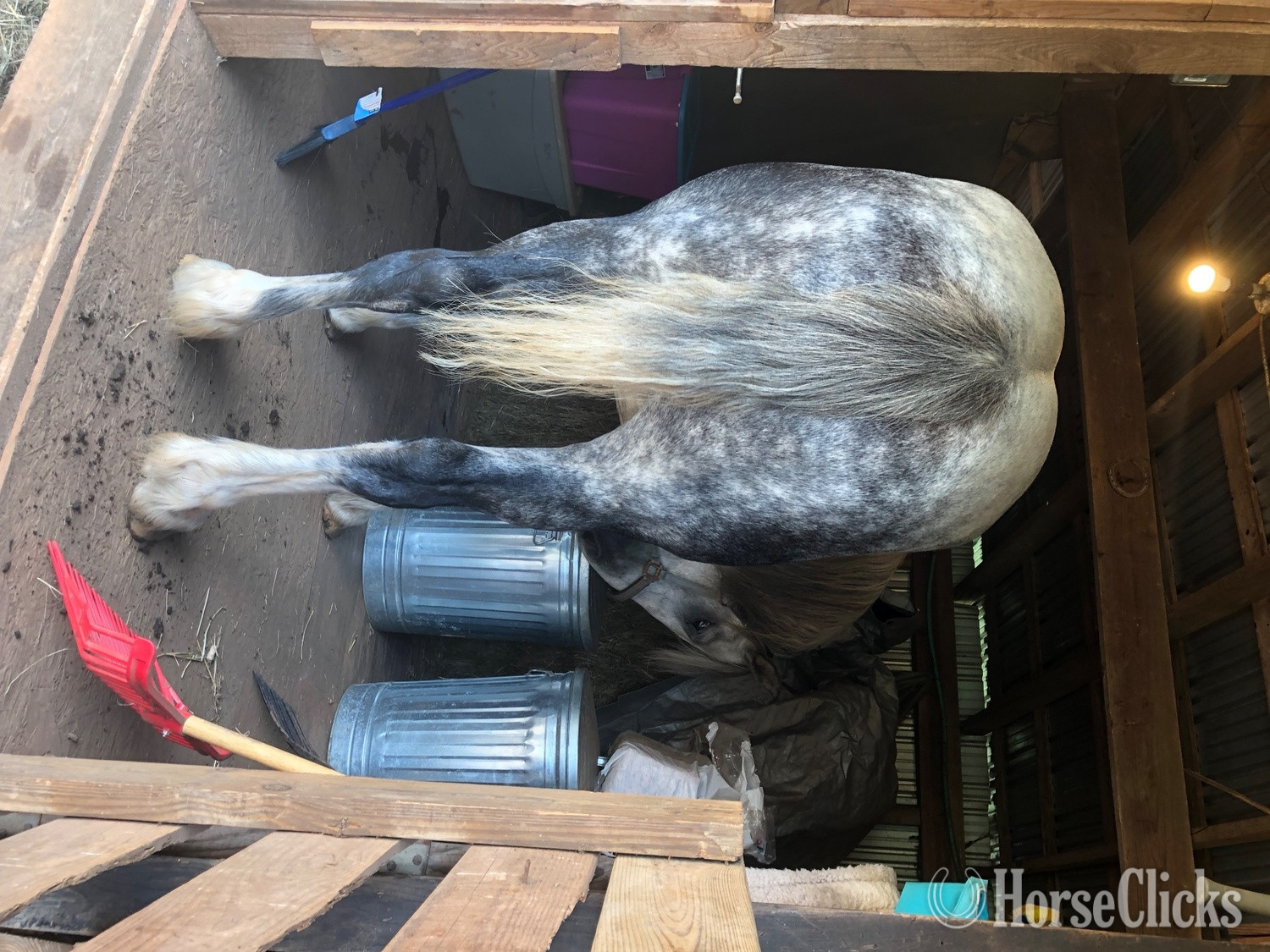 North Carolina "Zeus" Grey Gelding Percheron