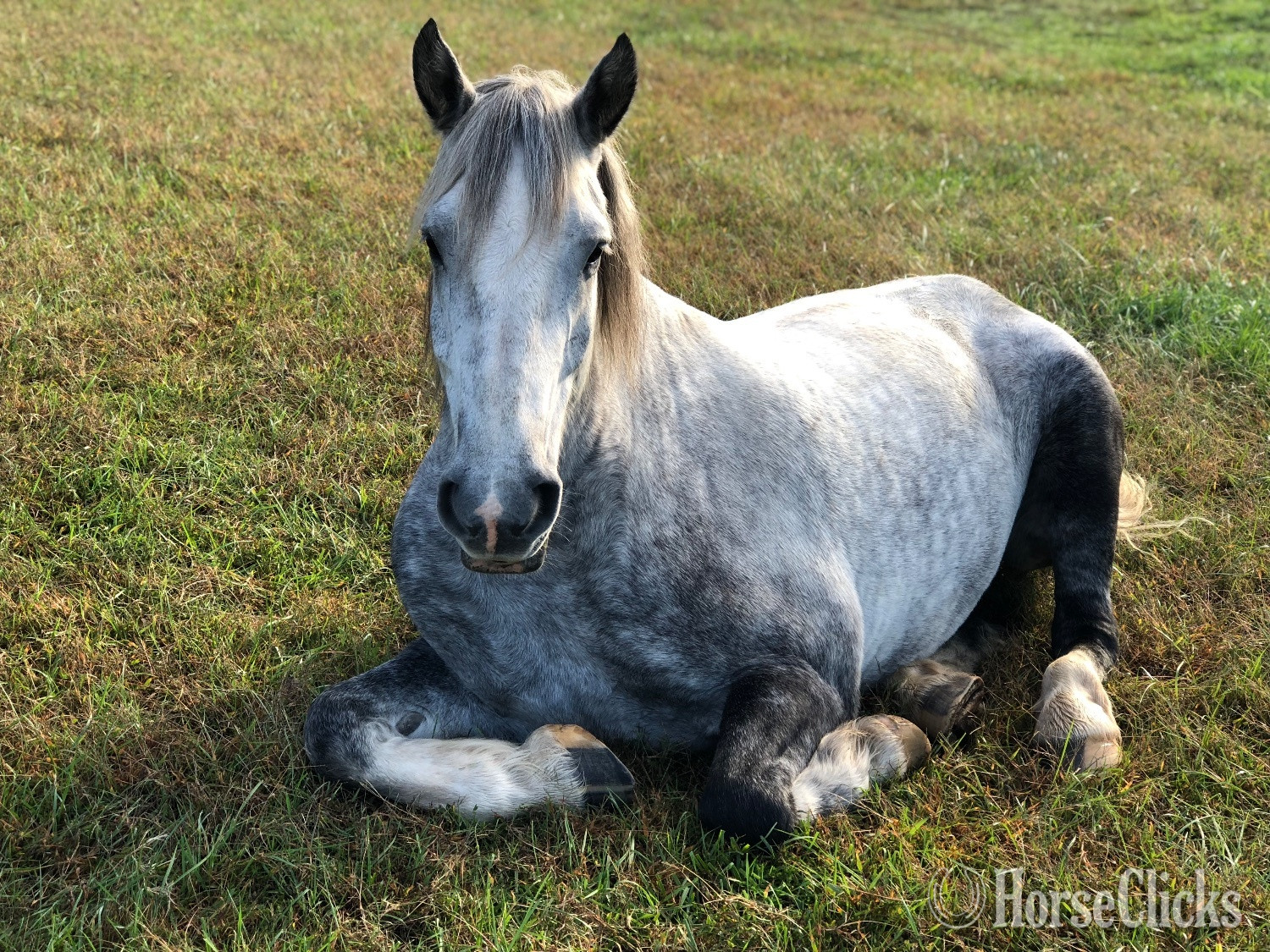 "Zeus" Grey Gelding Percheron - Percheron in North Carolina
