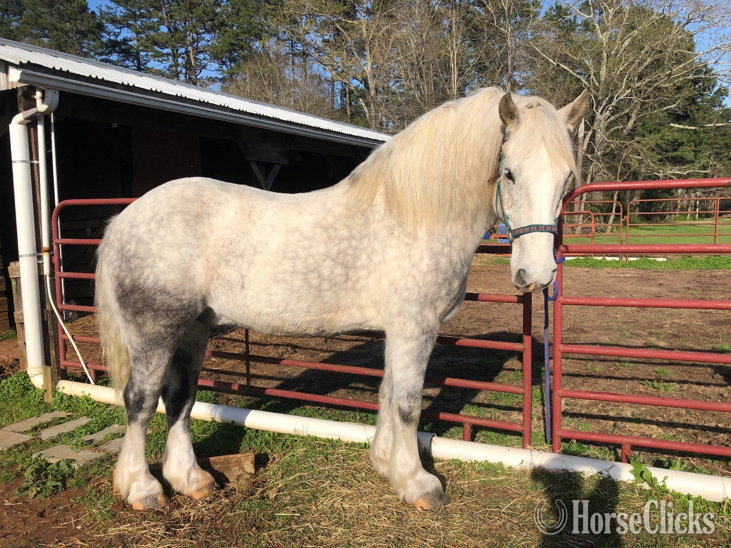 "Zeus" Grey Gelding Percheron - Percheron