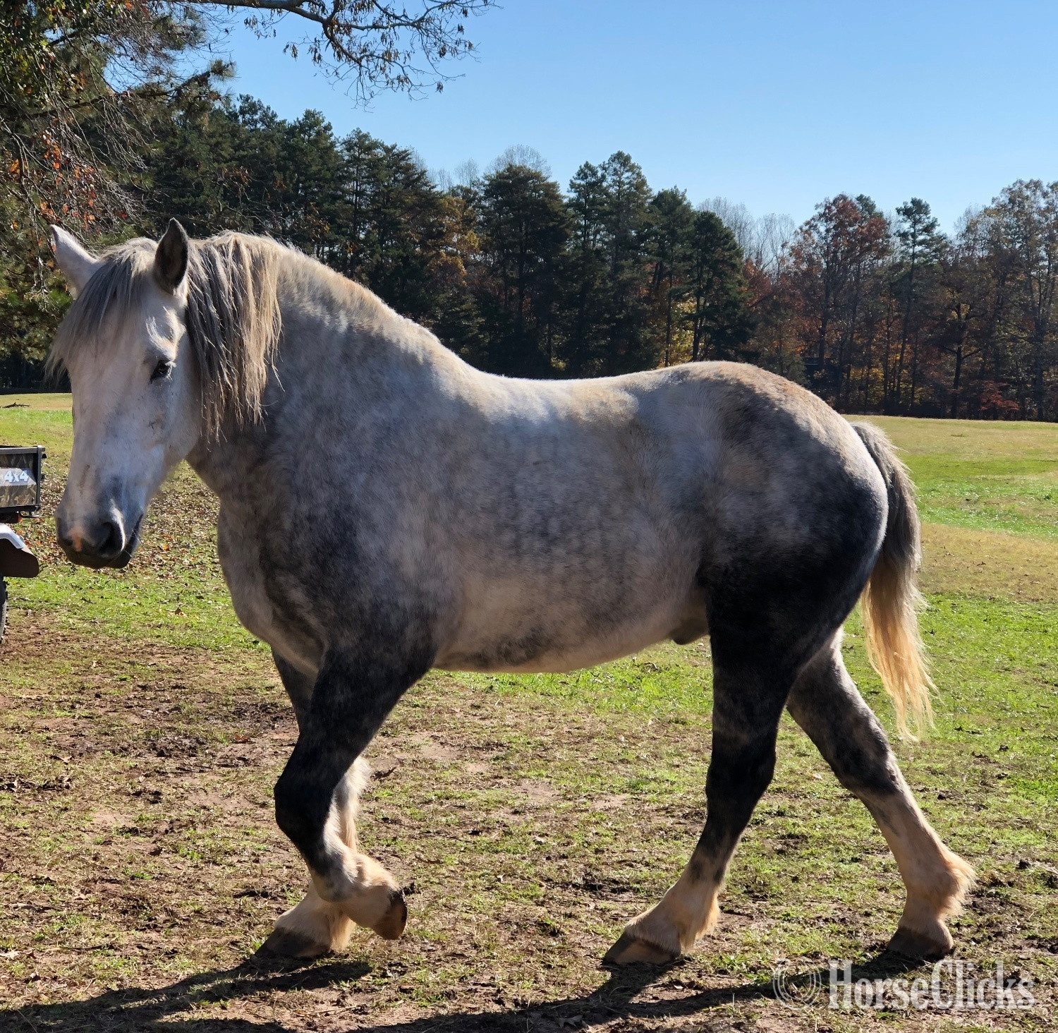 "Zeus" Grey Gelding Percheron North Carolina