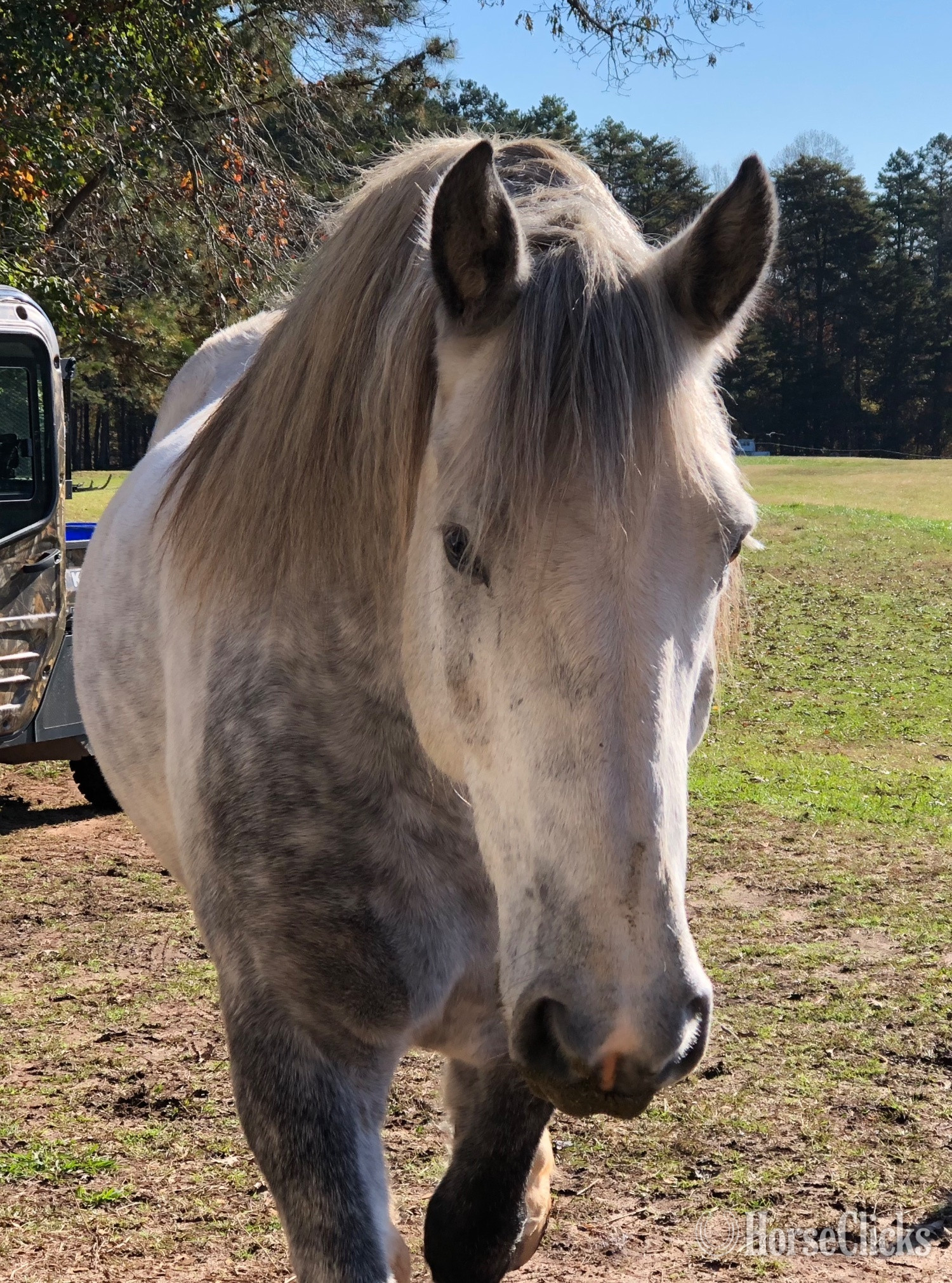 Percheron - "Zeus" Grey Gelding Percheron in North Carolina