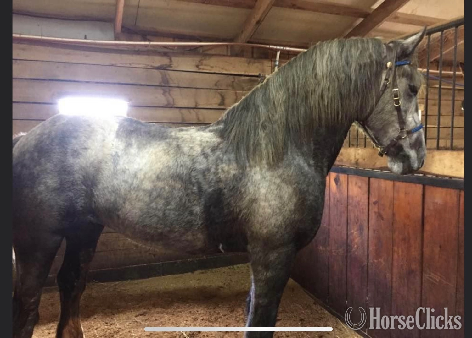 Percheron - "Zeus" Grey Gelding Percheron