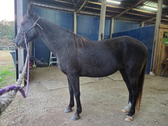 "Luna" Black Mare Tennessee Walker