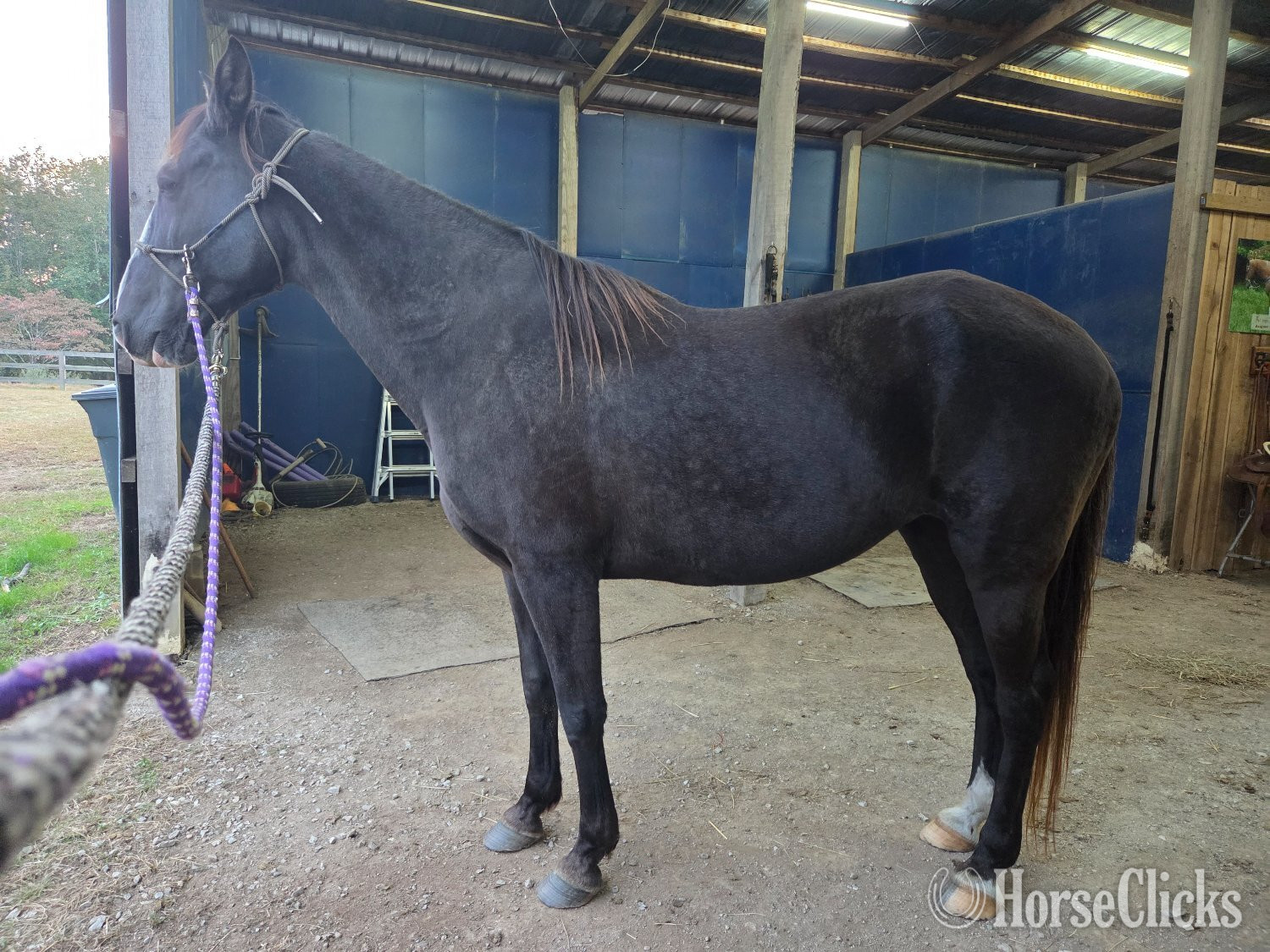 "Luna" Black Mare Tennessee Walker in Tennessee