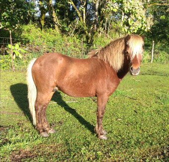 "Zorro " Palomino Stallion Pony