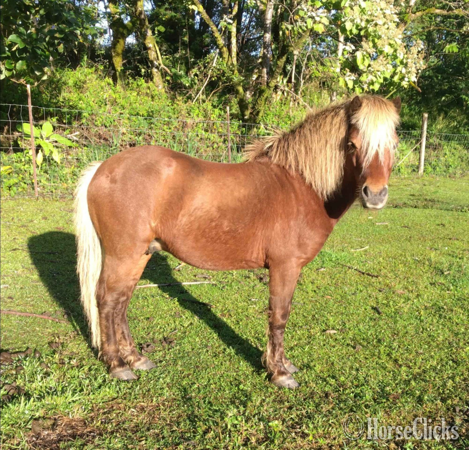 "Zorro " Palomino Stallion Pony in Hawaii