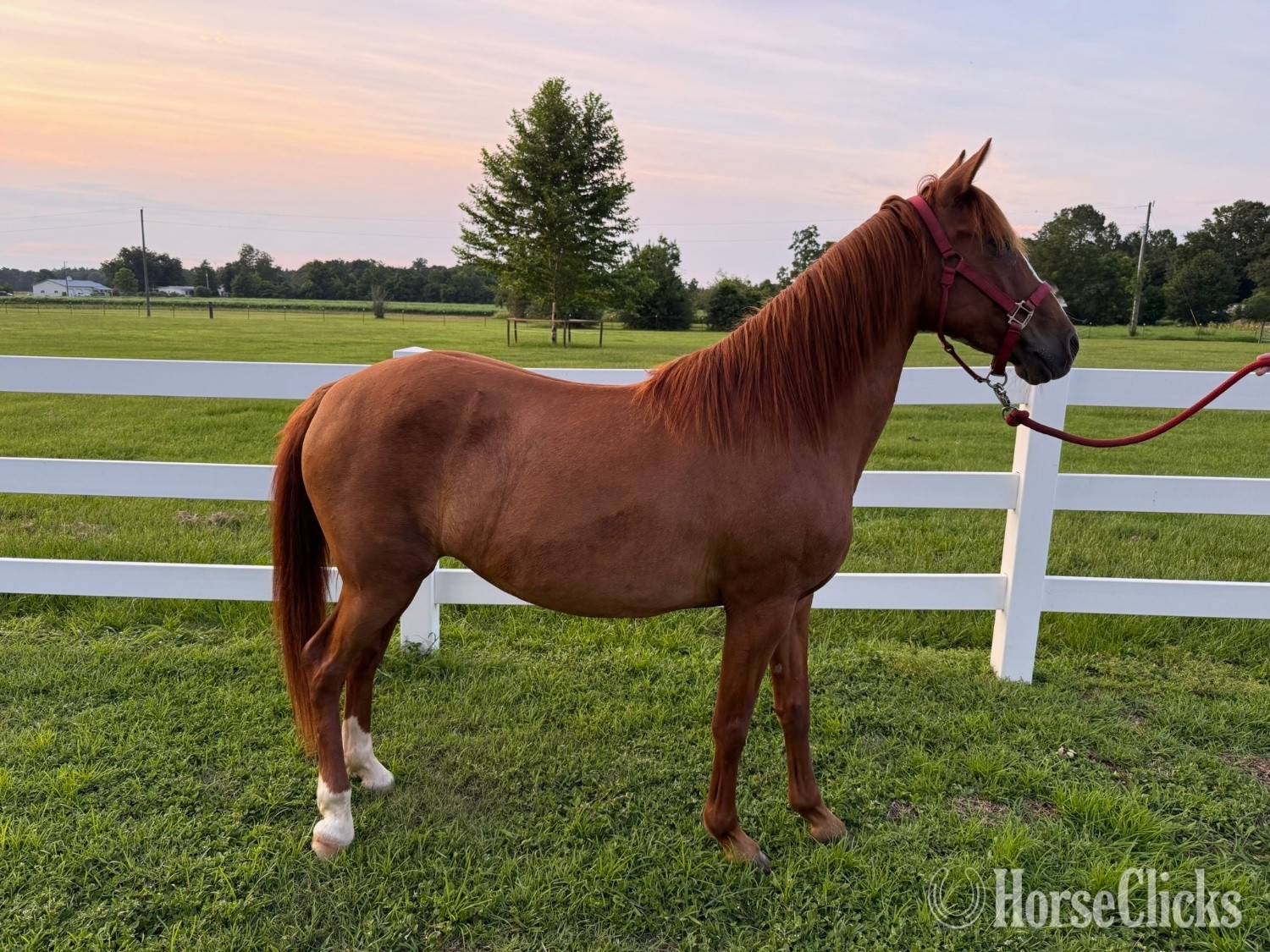 "Rose" Sorrel Mare Quarter Pony in Florida