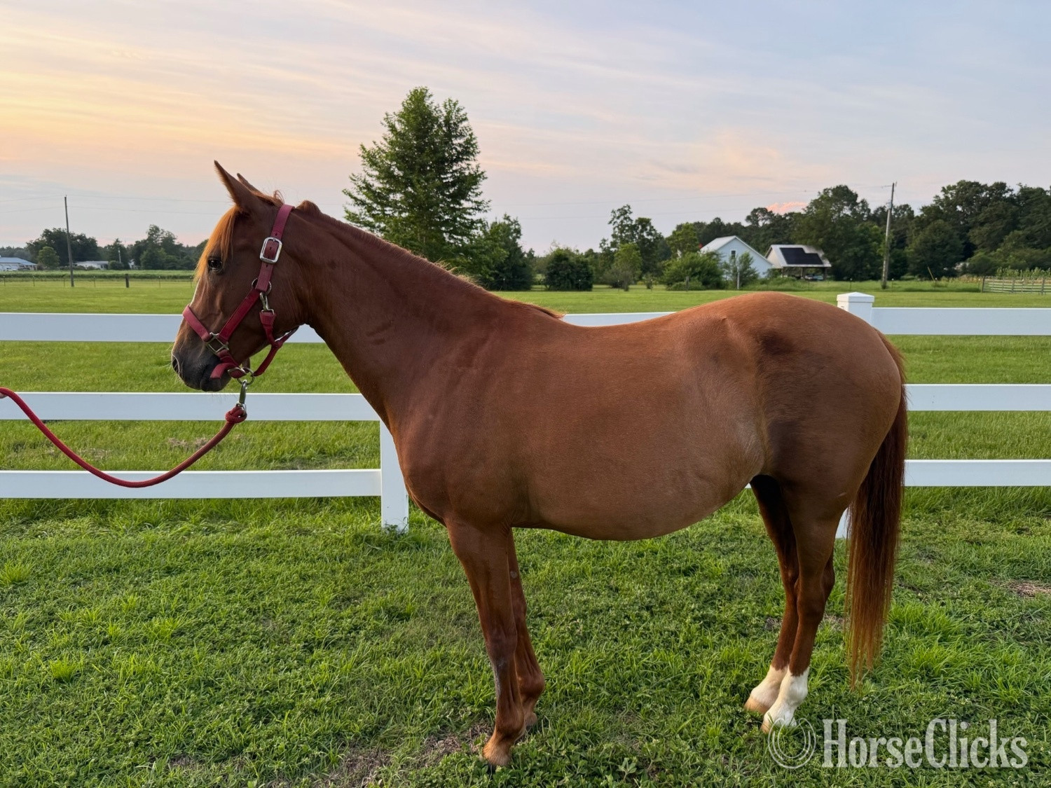"Rose" Sorrel Mare Quarter Pony - Quarter Pony in Florida