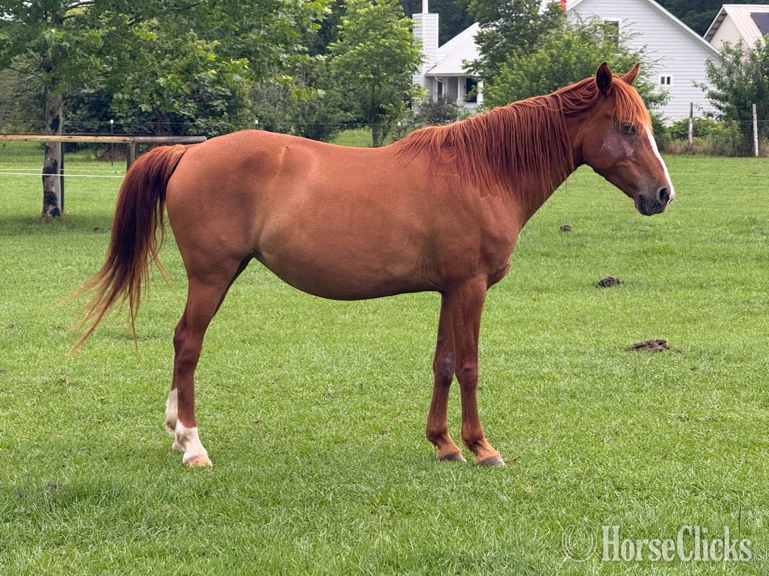 "Rose" Sorrel Mare Quarter Pony - Quarter Pony