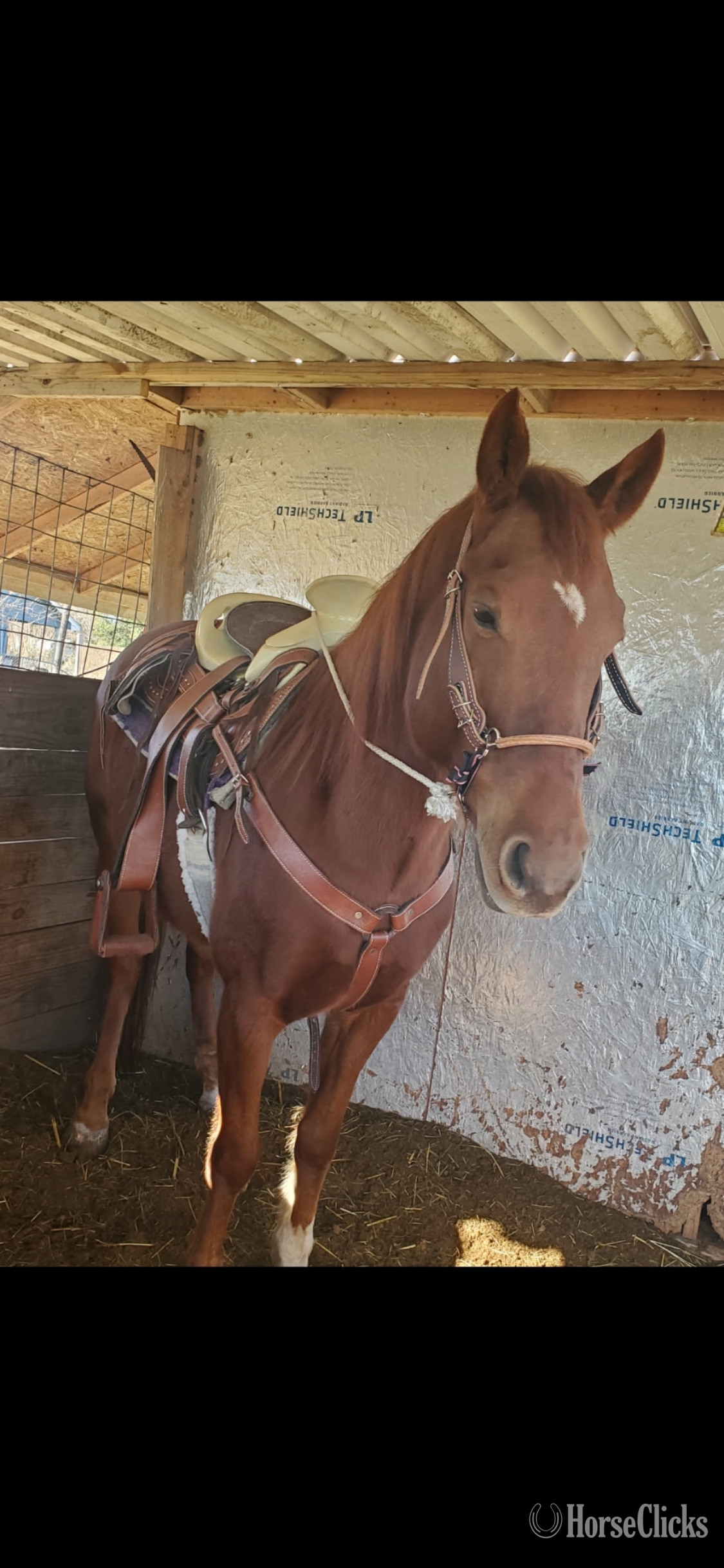 "El grande " Chestnut Gelding Arabian Cross