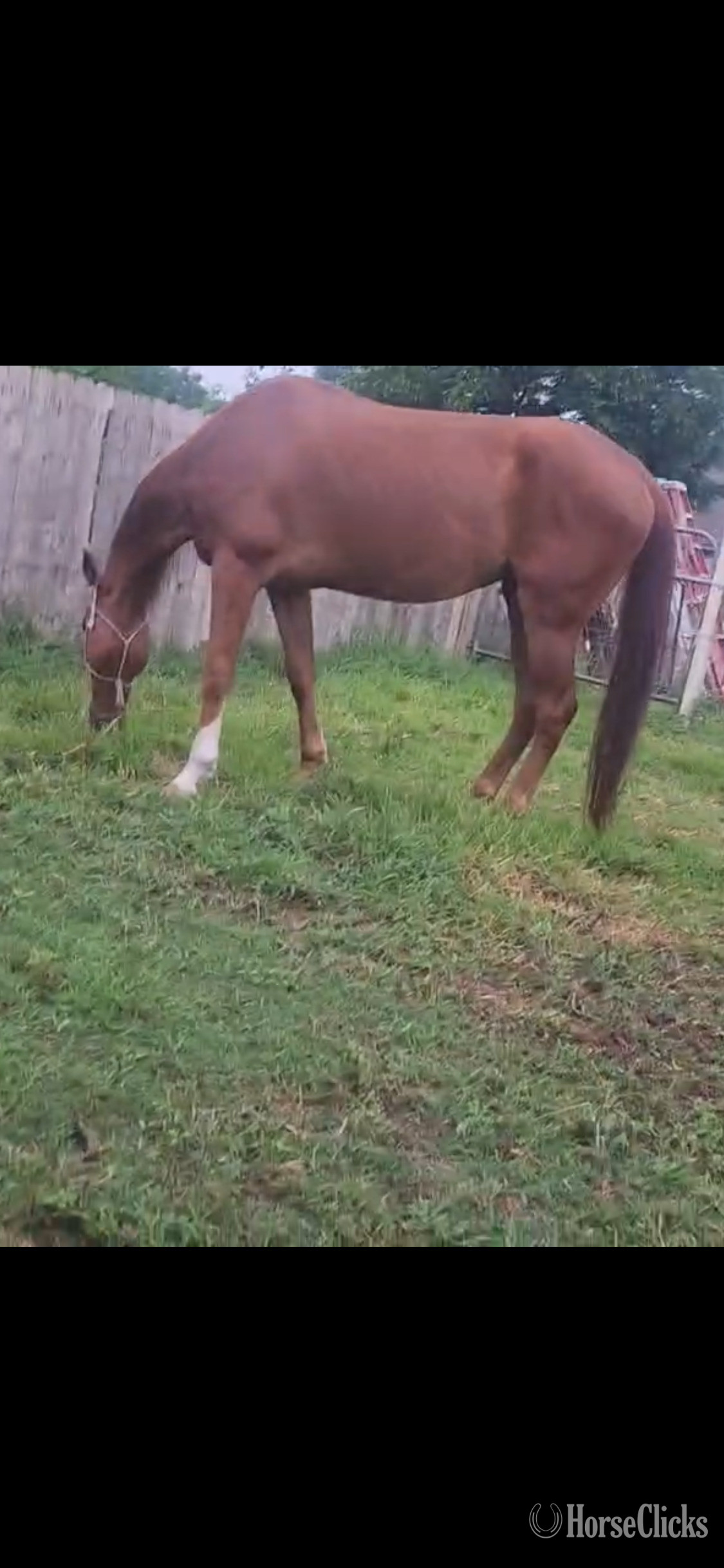Texas "El grande " Chestnut Gelding Arabian Cross