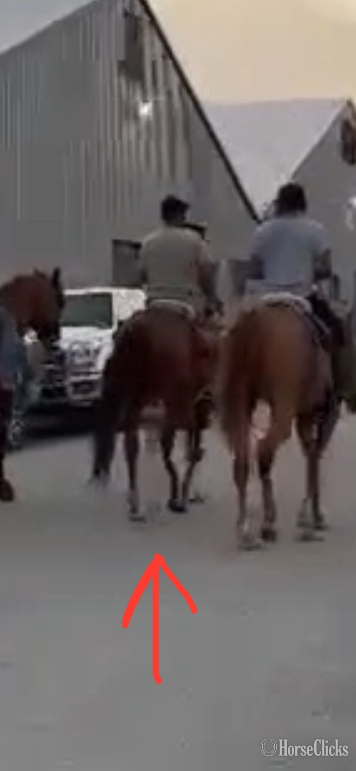 "El grande " Chestnut Gelding Arabian Cross - Arabian Cross in Texas