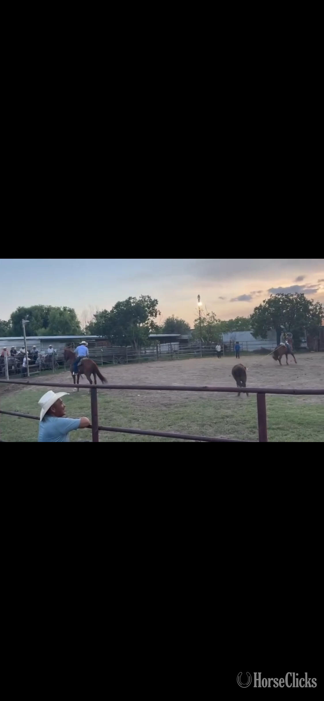"El grande " Chestnut Gelding Arabian Cross - Arabian Cross