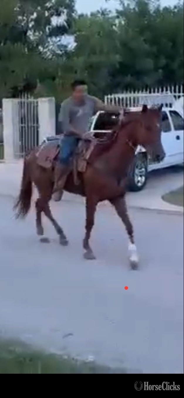 "El grande " Chestnut Gelding Arabian Cross Texas